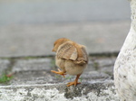 SX20247 Chick at motorway services in Belgium.jpg